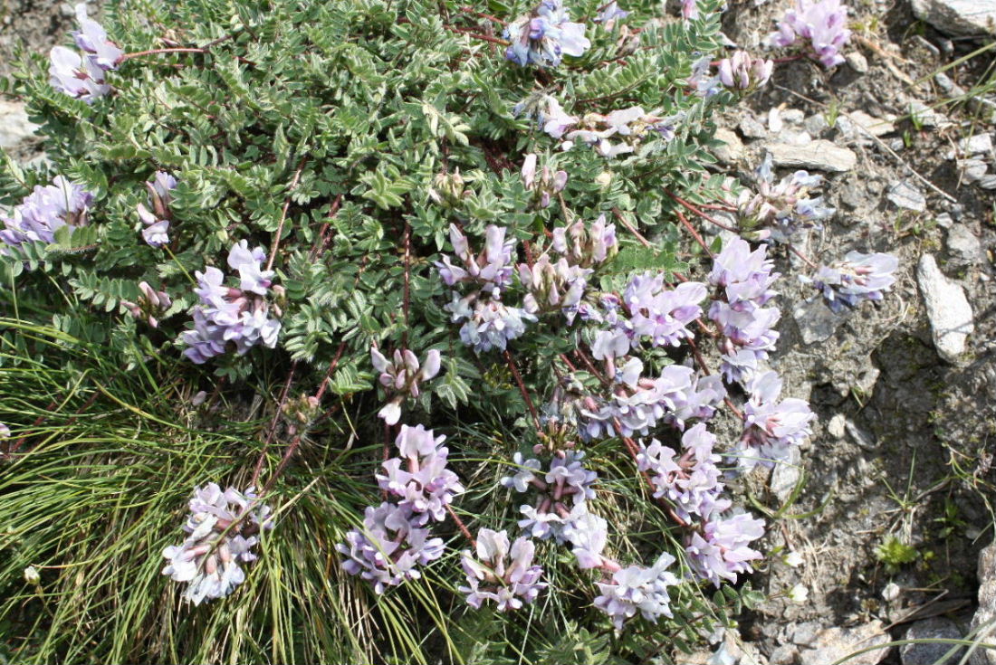 Oxytropis helvetica e Oxytropis neglecta